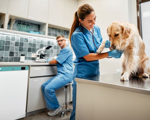 Image of a Dog at the Vets Lec Medical