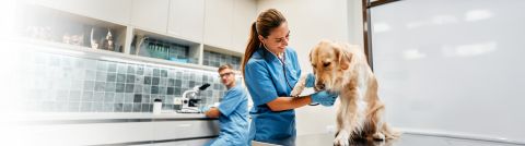 Image of a Dog at the Vets Lec Medical